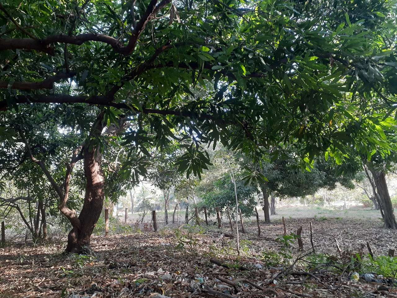 T-36: Excellent Lot for building Homes Playas del Coco