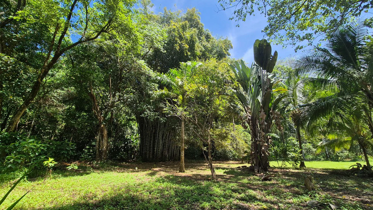 Dream Beachfront Property at Ballena Beach in Uvita, Costa Rica - Gallery image 19