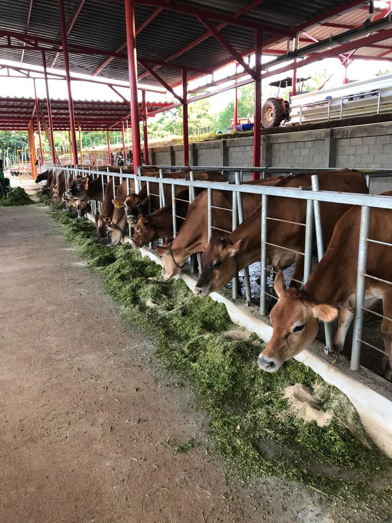 Professional Milk Factory for Sale with a big house in the mountains of Bijagua Costa Rica - Gallery image 10