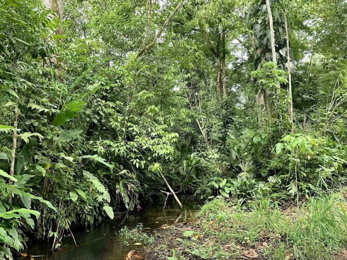 Tropical Farmland 21 Acres - Gallery image 10