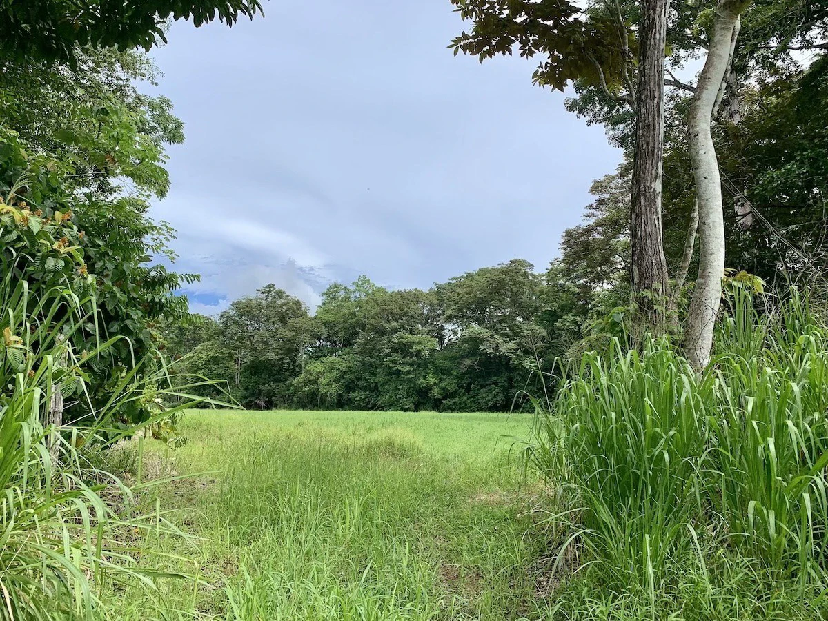 Tropical Farmland 21 Acres - Gallery image 6