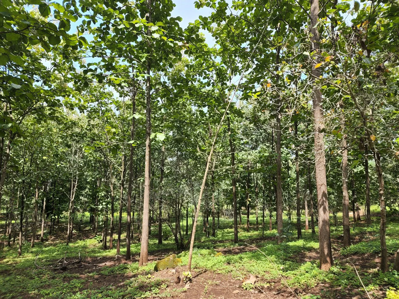 INVEST IN A TEAK PLANTATION FOR 25 YEARS - Gallery image 27