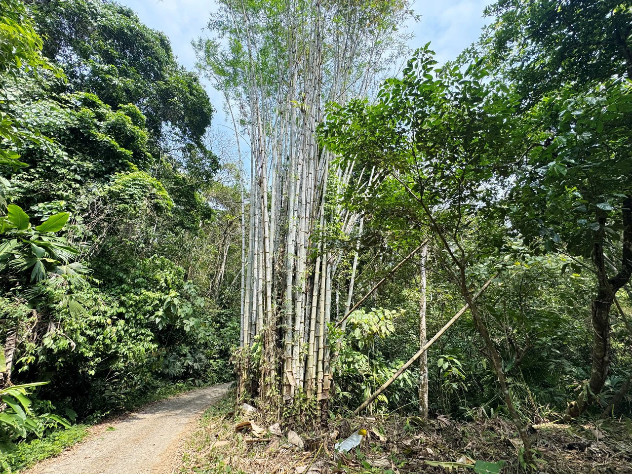 1 Acre Jungle Lot with River in Playa Dominical - Gallery image 3
