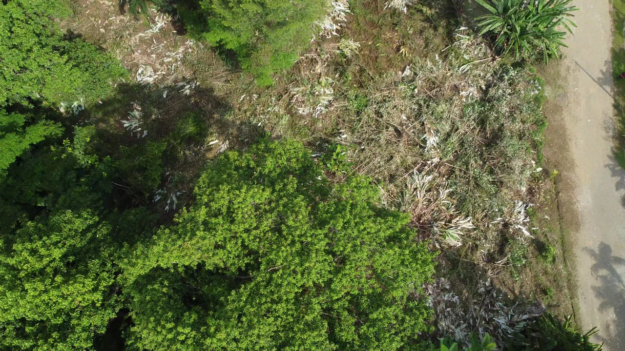 Ojochal - 1 Acre Ready To Build Jungle Lot, Ocean Breezes in Wildlife Corridore - Gallery image 8