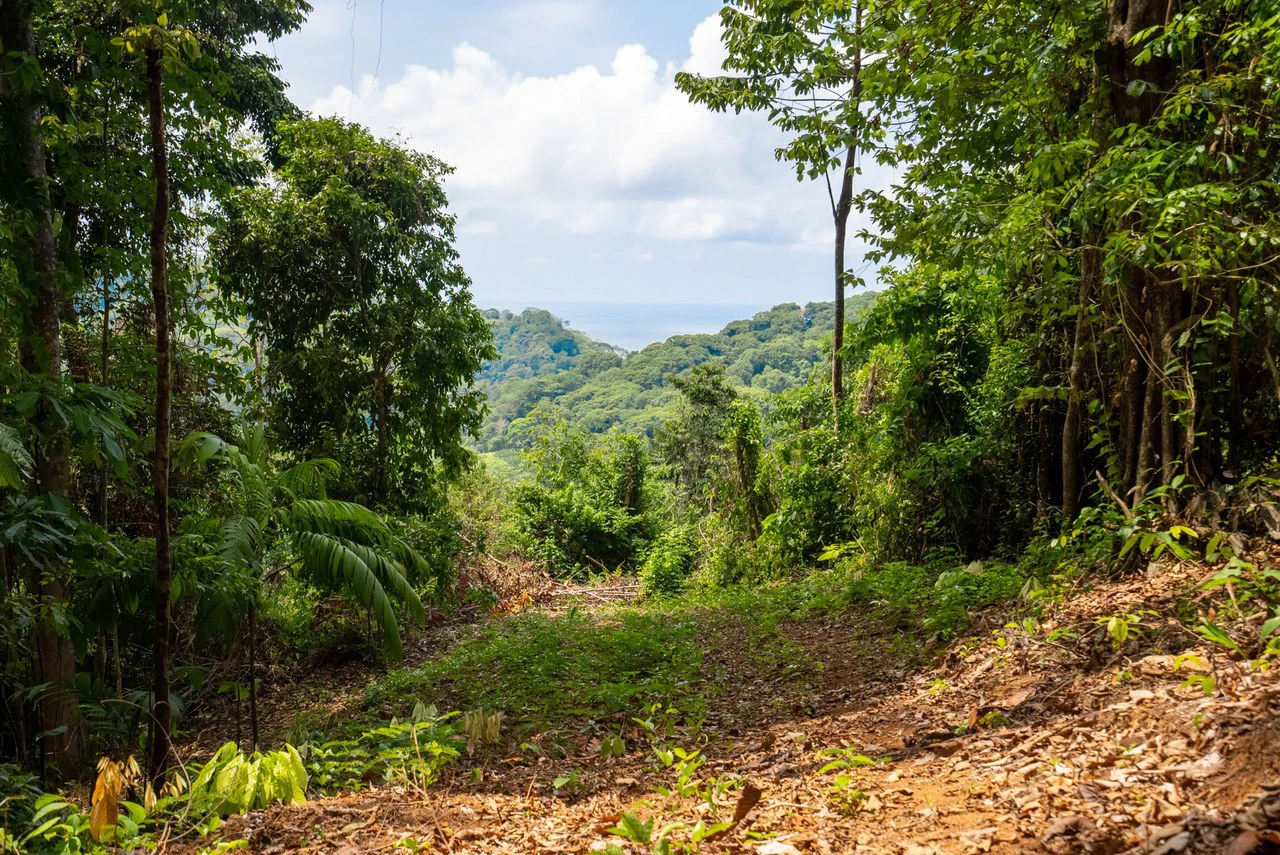 Rare 86-Acre Ocean View Estate Bordering Hacienda Barú – A Unique Opportunity for Conservation and Development - Gallery image 37