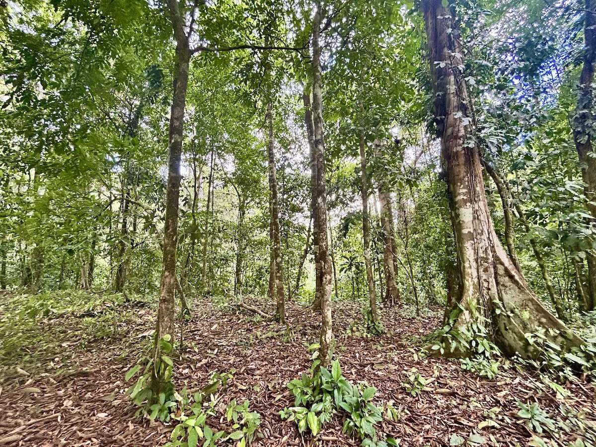 Ideal Osa Peninsula Property for Estate or Homestead - Gallery image 10