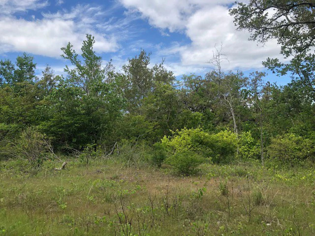 Mountain Farm for Sale in Liberia – Nature, Privacy, and High Investment Potential - Gallery image 13