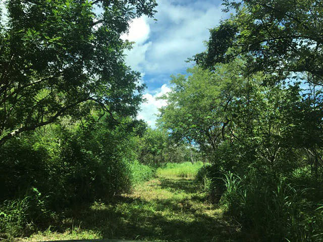 NYA project Price $ 17 m². 21 hectares