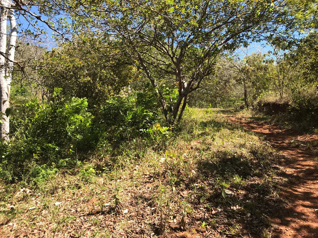 Ocean view farm for sale in the mountains of San Juanillo - Gallery image 14