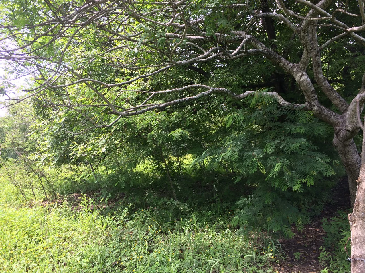 Commercial Airport Property for Sale in Liberia, Guanacaste Prime Frontage on Route #21 - Gallery image 5