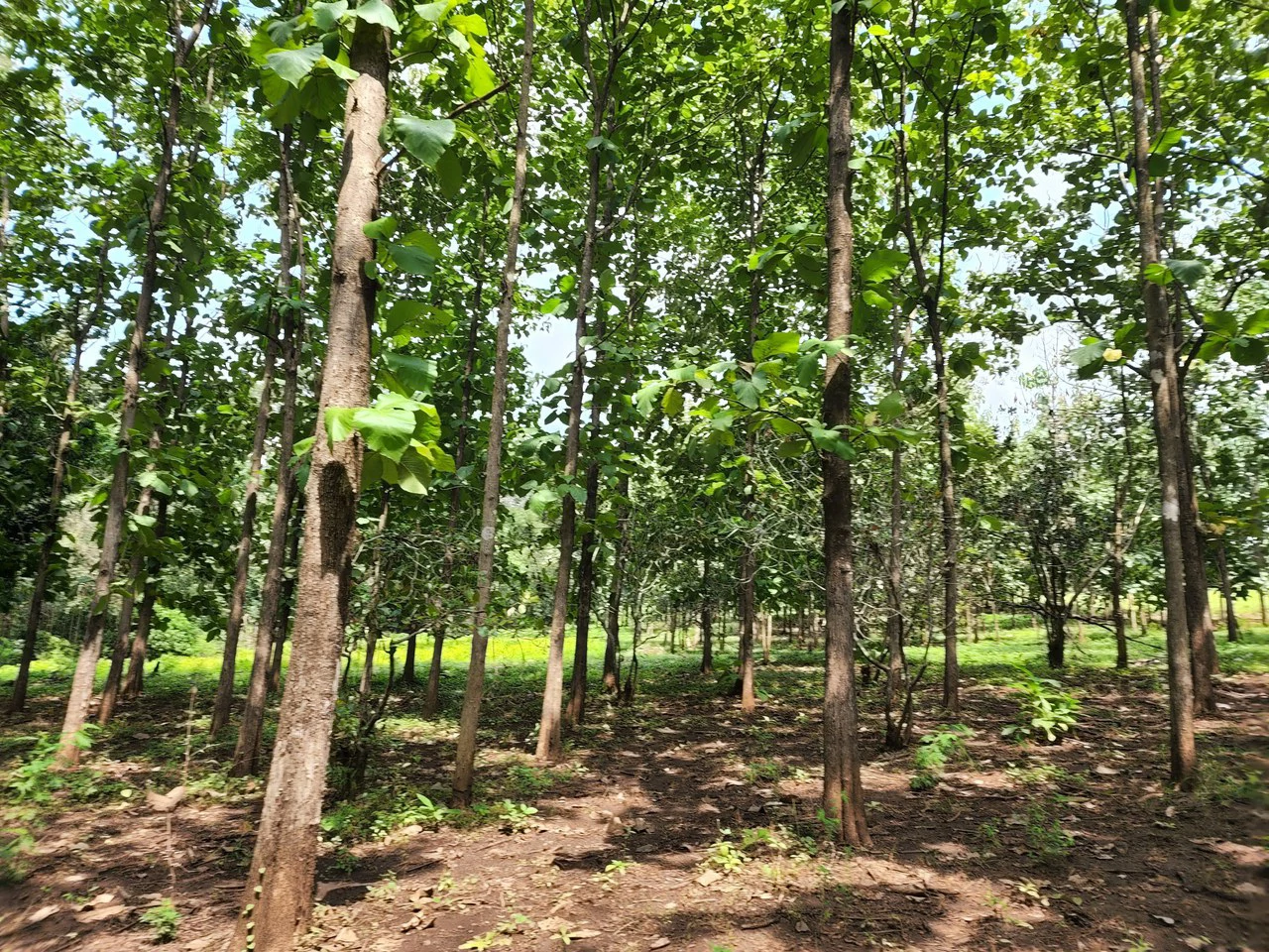 INVEST IN A TEAK PLANTATION FOR 25 YEARS - Gallery image 11