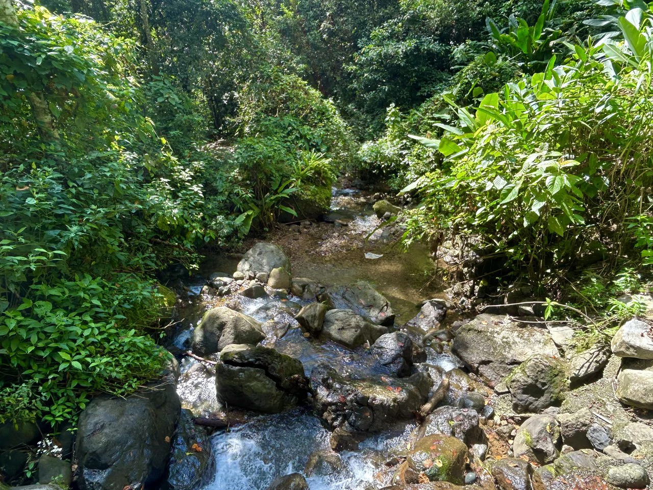 Selva Vista Estate: 5.9 Acres of Wild Beauty - Gallery image 29
