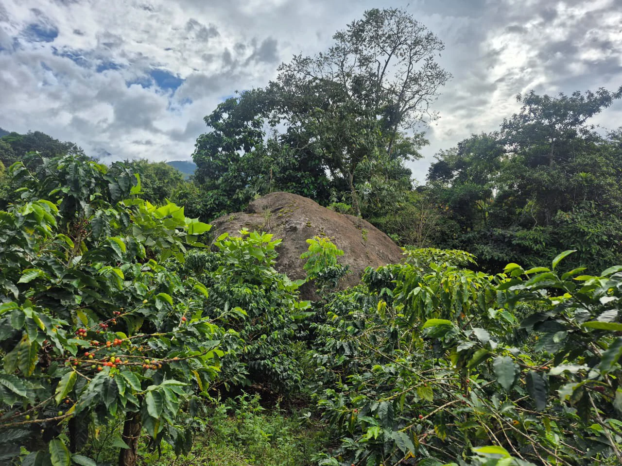 Countryside Agricultural Land For Sale in Santa Elena de San Isidro - Gallery image 10