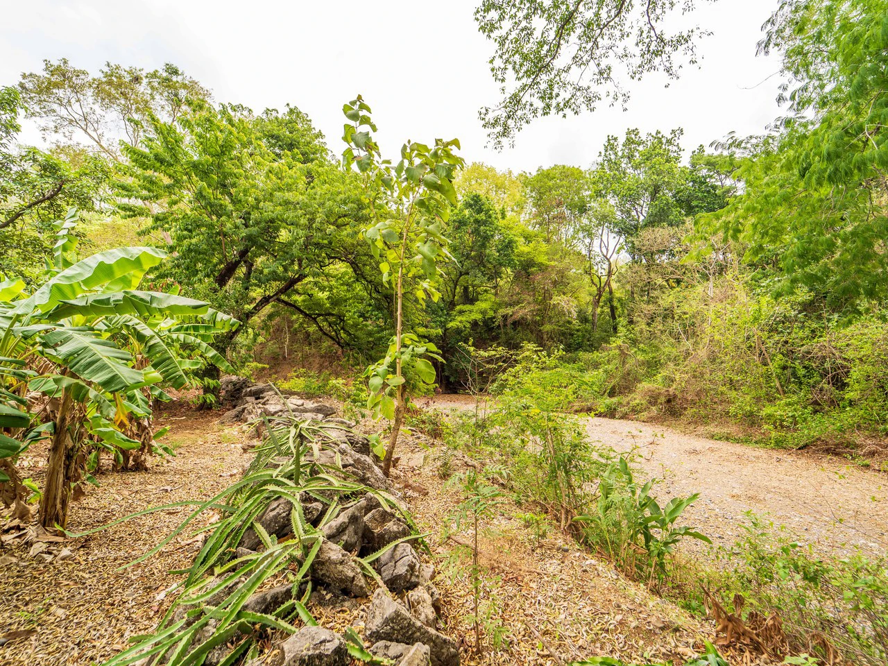 Organic Permaculture Farm and 2BR Single Family Home: Countryside House For Sale in Sámara - Gallery image 23