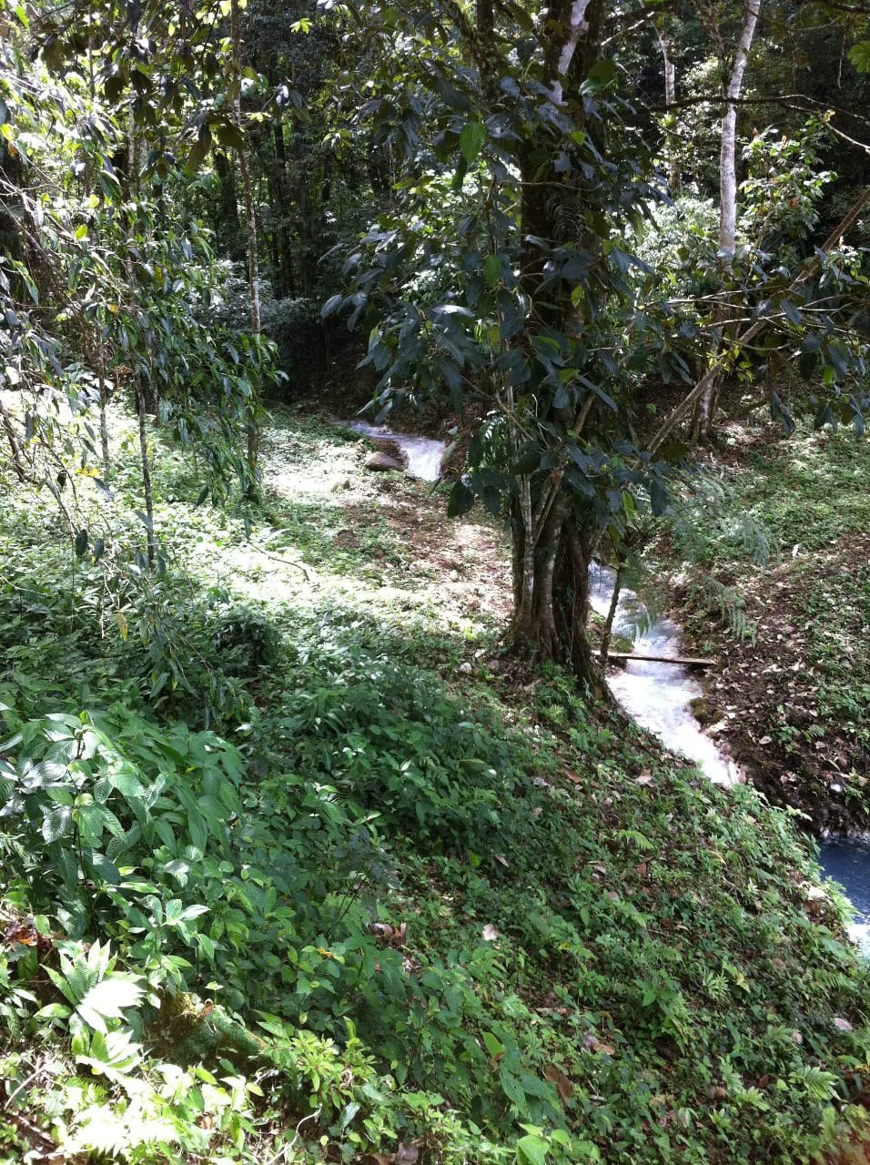 Cold & Hot springs surrounded by an overgrown farm, taken back by nature - Gallery image 71