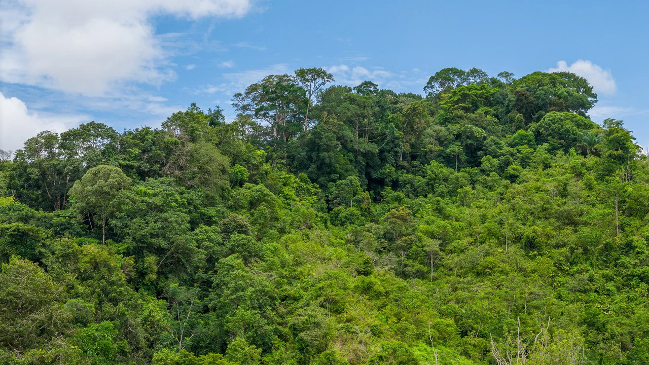 Costa Rican Gem with Conservation Potential: Preserve 26 Acres of Pristine Land - Gallery image 21