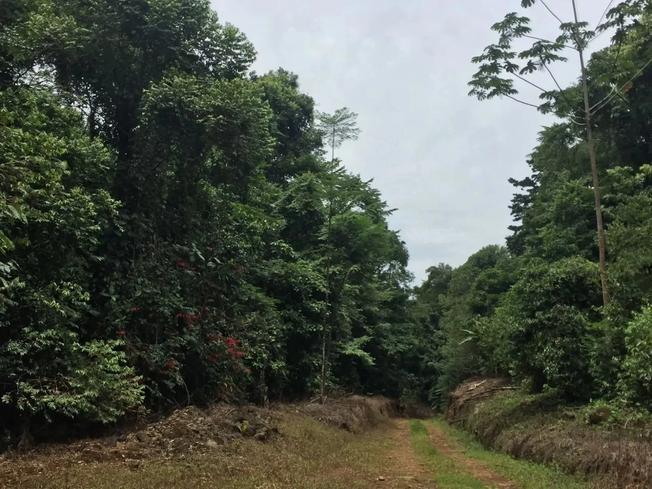 Expansive 83-Hectare Agricultural & Ranch Land in Sarapiquí, Heredia - Gallery image 10