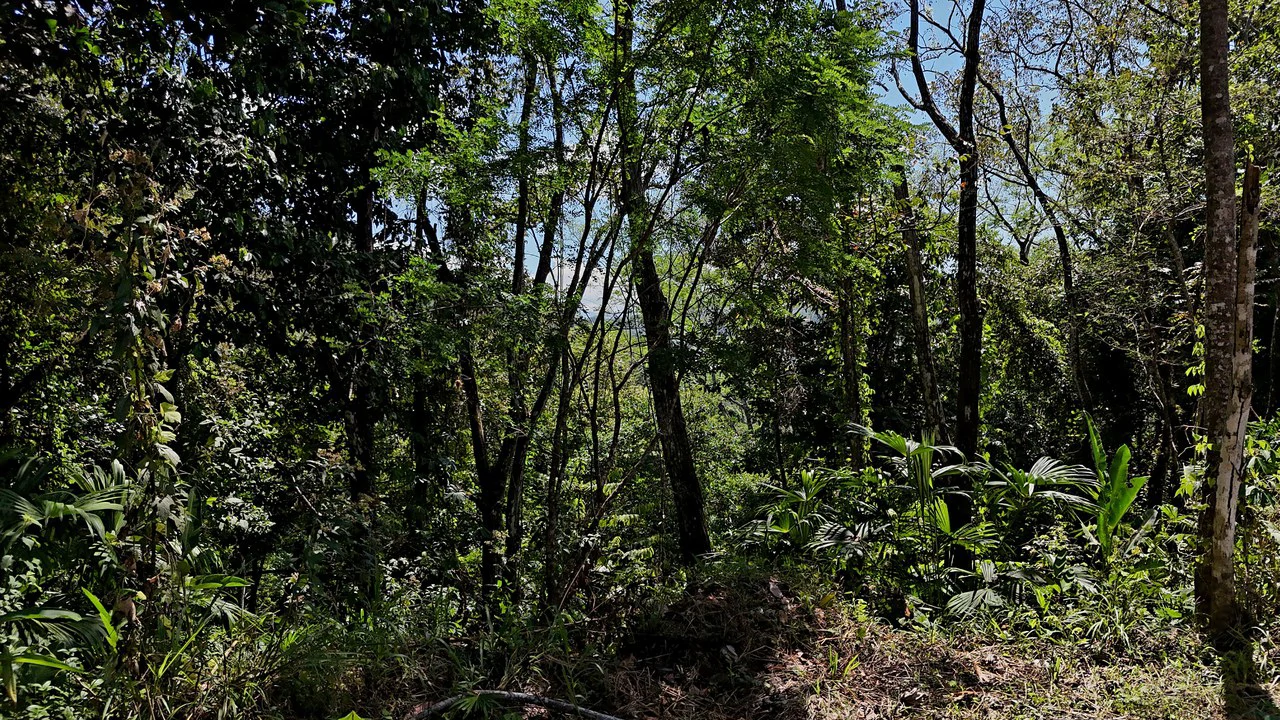 Ocean View Property with Plantel and Trails in Hatillo – Ready to Build: Mountain Home Construction Site For Sale in Hatillo - Gallery image 6