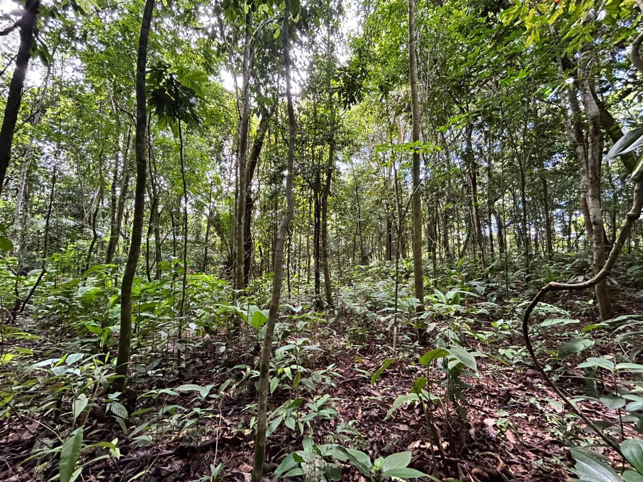 Finca Las Cataratas in Ballena: Mountain Home Construction Site For Sale in Bahía Ballena - Gallery image 16