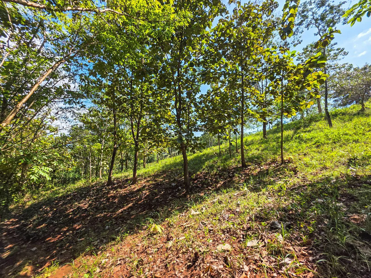 35 Acre Finca - A Natures Lover Or Developers Dream With Stunning Views - photo 4