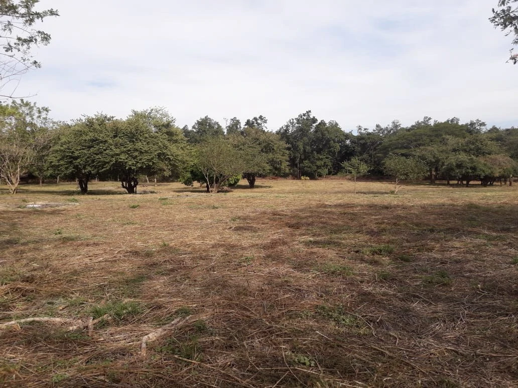 Colorado River Paradise Farm for Sale - Just 10 Minutes from Liberia - Gallery image 8