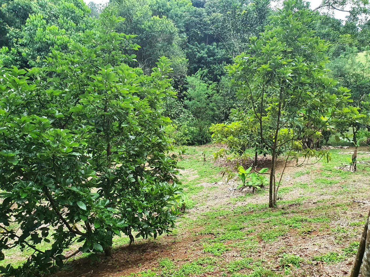 Land in Bijagual with a river crossing the property! - Gallery image 11