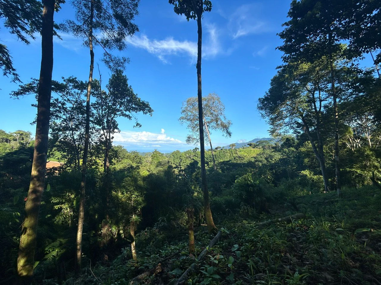 Marvelous Ocean View Parcel in Uvita. - Gallery image 20