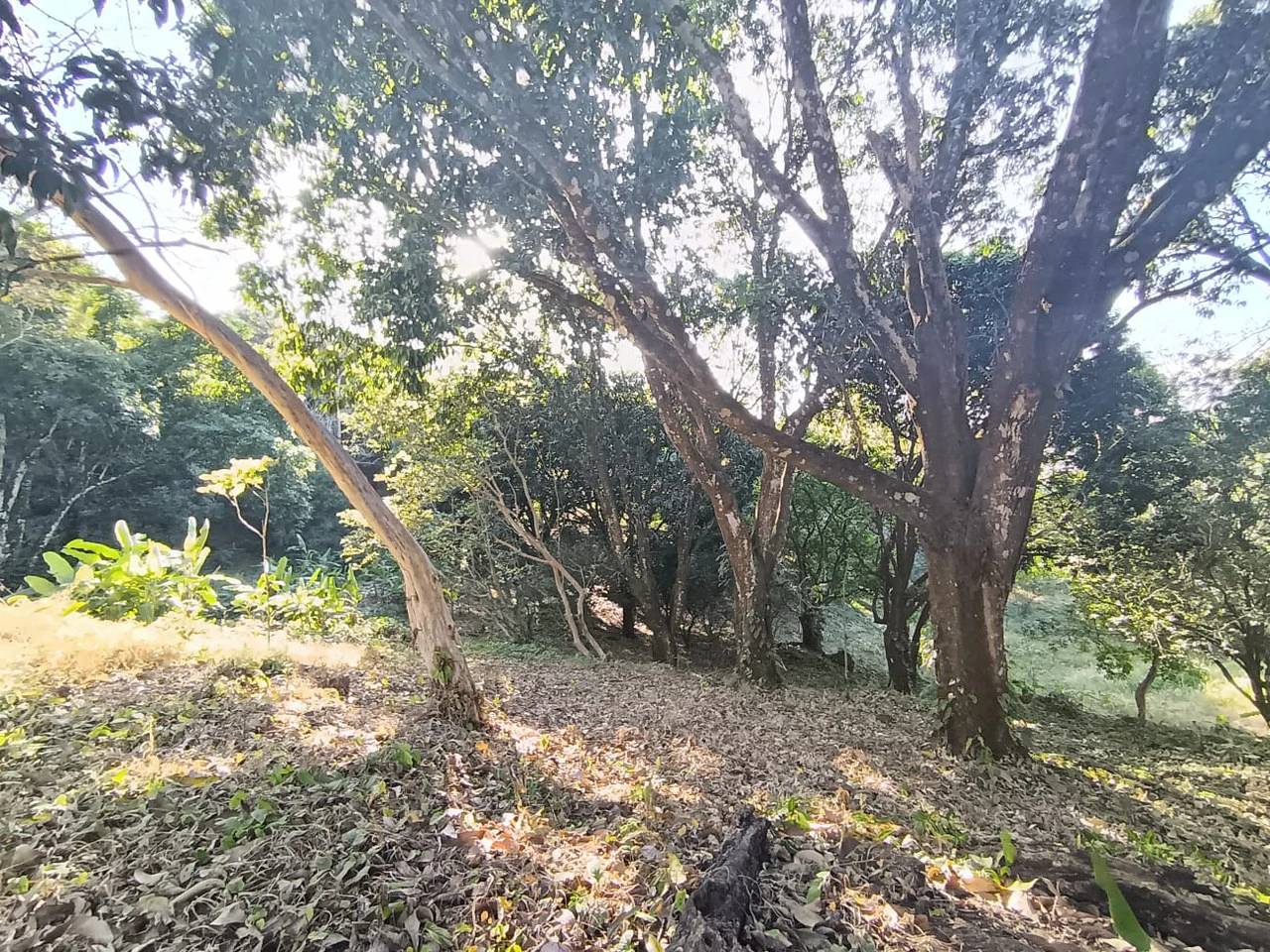 Property for sale in Ciudad Colon San José Costa Rica - Gallery image 7