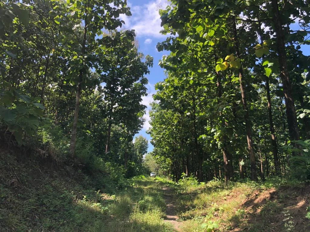 Teak Farm for Sale with a Hacienda Villa and 3 houses in La Cruz, 1 hour away from Liberia - Gallery image 3
