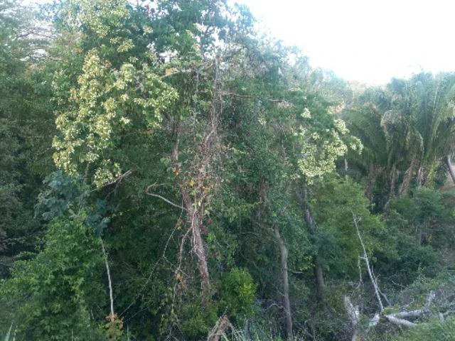 Building Lot for sale in a pristine and soothing woodland 3 km from Samara Beach - Gallery image 5