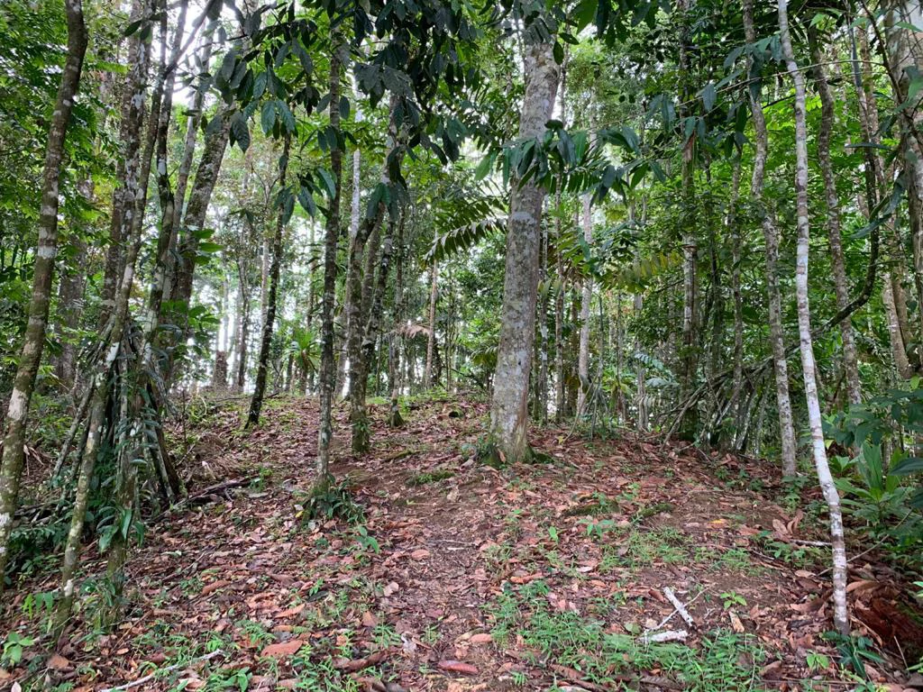Ocean View Forest Reserve with Private Homesite Near Tinamastes - Gallery image 12