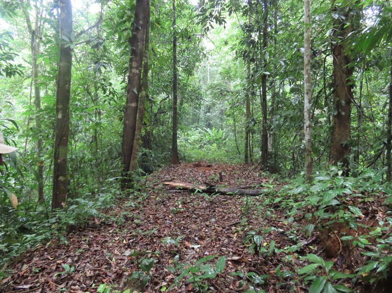 34-Acres of Forest For Sale in Riyito de Puerto Jimenez - Gallery image 24