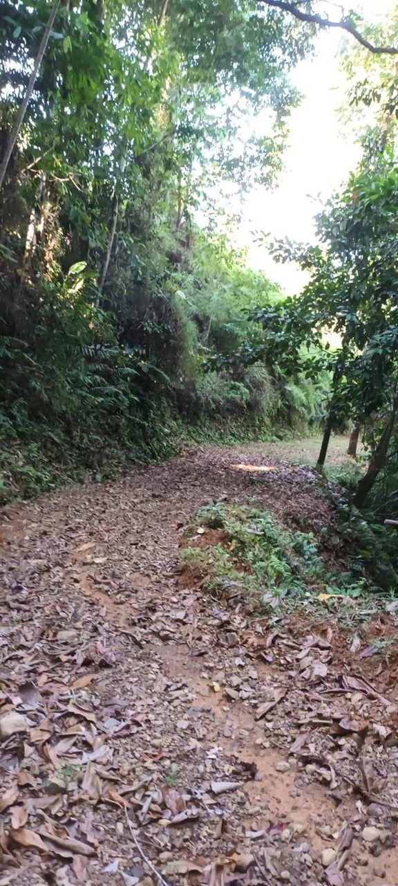 SECLUDED PARADISE WITH STUNNING VIEWS, WATERFALLS & ABUNDANT WILDLIFE - Gallery image 39