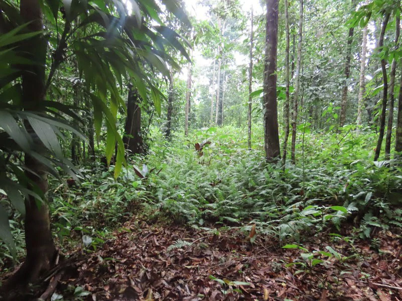 34-Acres of Forest For Sale in Riyito de Puerto Jimenez - Gallery image 15