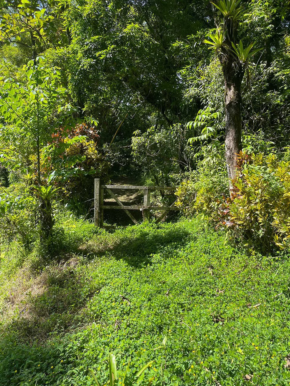 ID 4167: Investment Opportunity: 8-Acre Reforested Mountain Finca in Puriscal - Gallery image 12