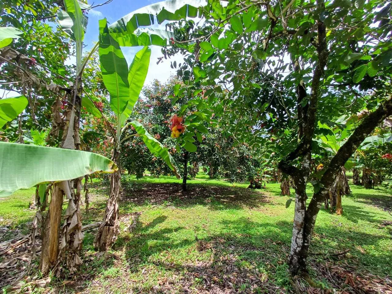 Finca La Palma, Cañaza, Puerto Jiménez - Gallery image 9