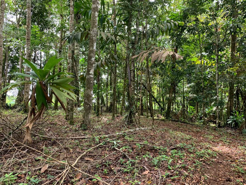 Ocean View Forest Reserve with Private Homesite Near Tinamastes - Gallery image 14
