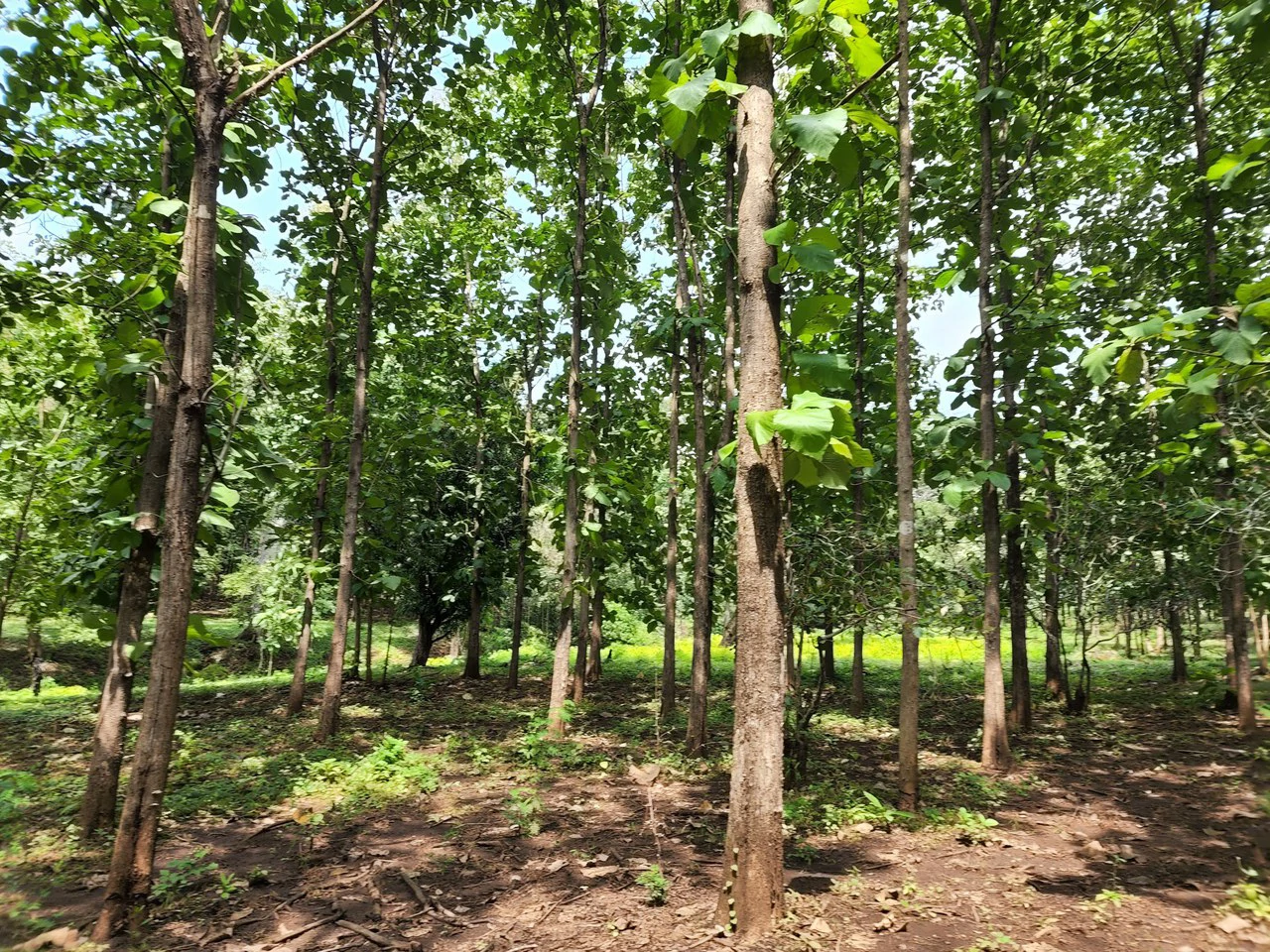 INVEST IN A TEAK PLANTATION FOR 25 YEARS - Gallery image 15