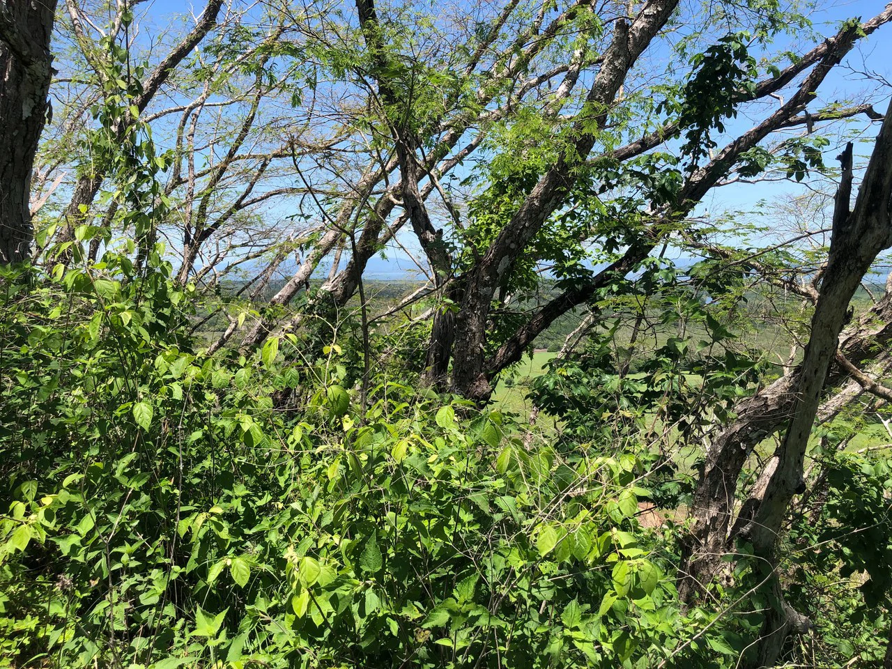 Amazing 50% discount for Huge ocean-view farm for sale surrounded by soft rolling hills and pristine nature - Gallery image 14