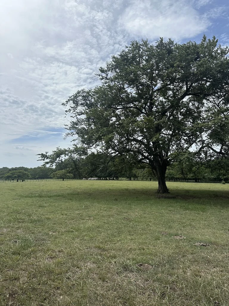 Finca La Fabiola: 4-Hectare Property in Santa Cruz, Guanacaste - photo 9
