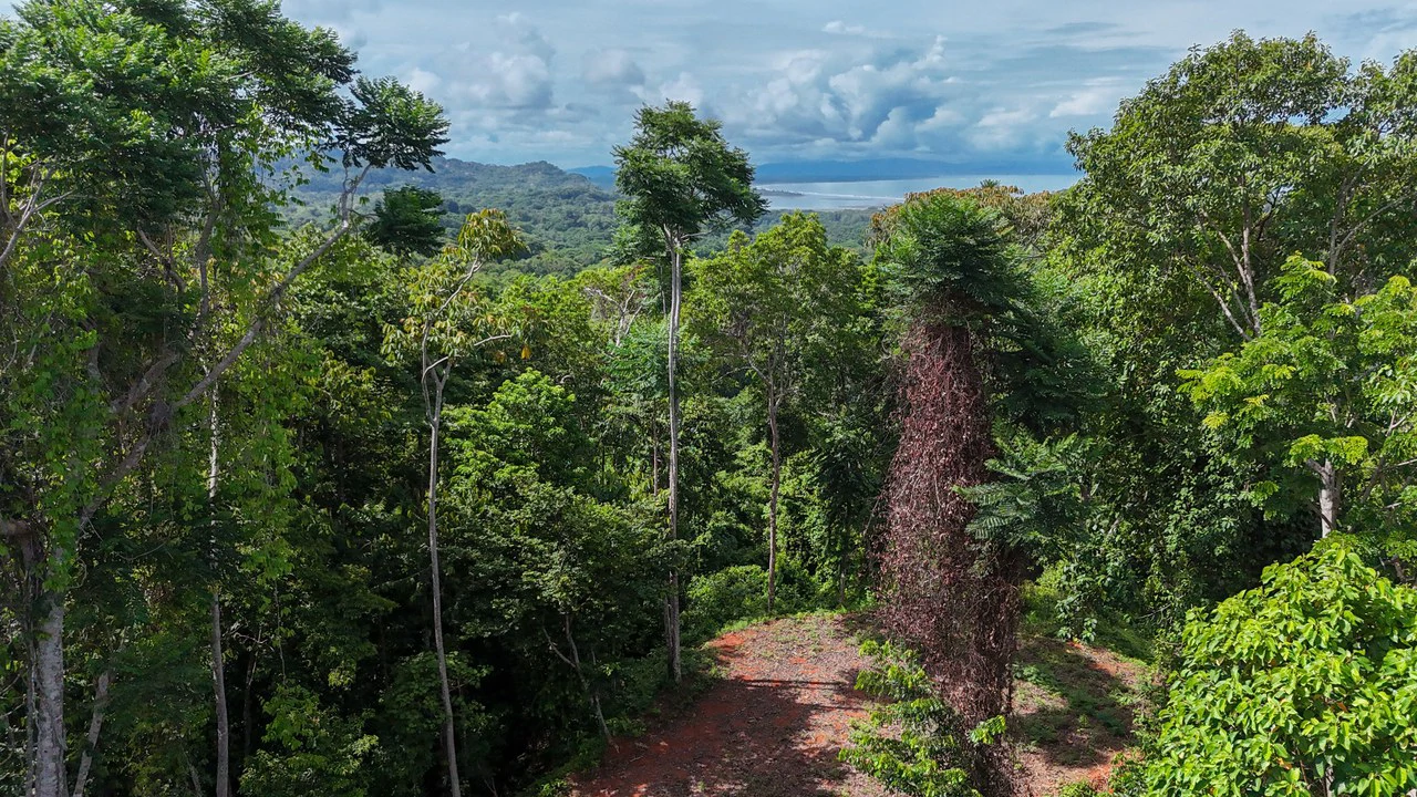 Spectacular Ocean view on 7.7 acres: Mountain Home Construction Site For Sale in Bahía Ballena - Gallery image 22