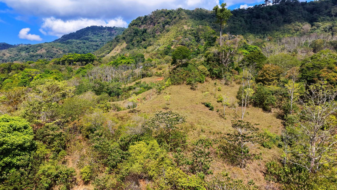 2.8 HA FARM FOR SALE IN SAN LUIS DE MORETE | MOUNTAIN VIEWS AND NEAR THE OCEAN - Gallery image 24