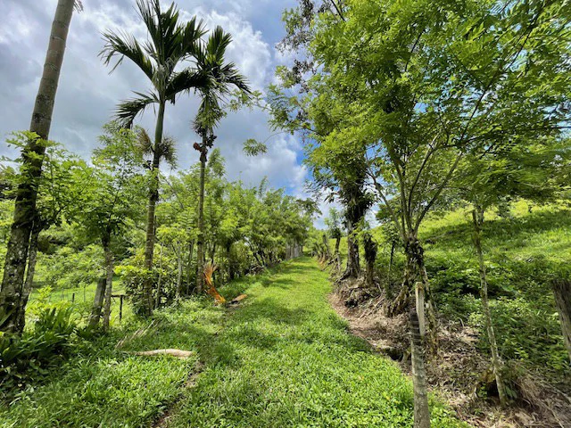 LG-001: Rare 3.36-Acre Lakefront Estate Lot in Nuevo Arenal | Direct Lake Access, Volcano Views & Subdivision Potential - Gallery image 5