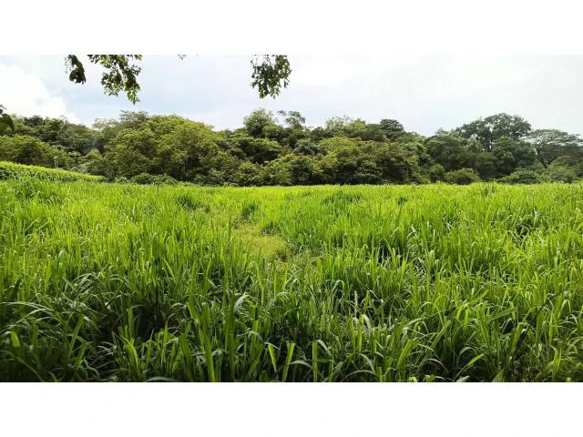 Amazing building property for sale 5 minutes away from Liberia center and 2 minutes walking to the Colorado River - Gallery image 12