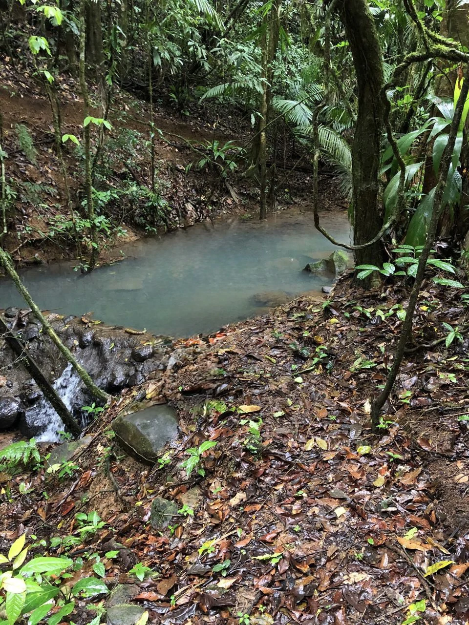 Spectacular 72.44 acres: Magical rain forest paradise with river, waterfall, hiking trails, diverse wood and fruit trees. Perfect location for retreat development, hotel or home. - Gallery image 4