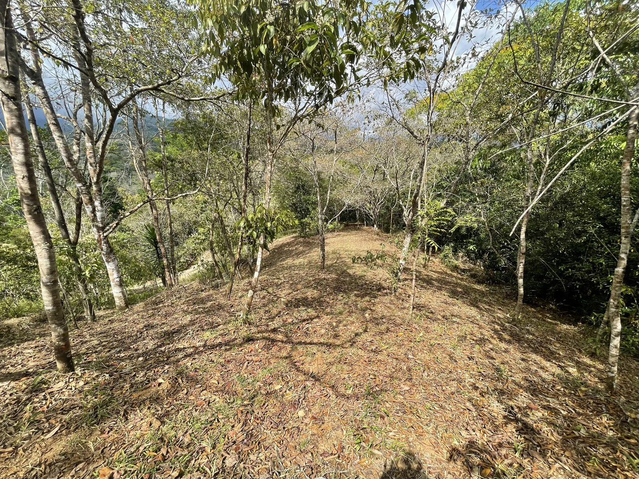 Elevated Two and a Half Acres with Cool Breeze in San Isidro del General - Gallery image 19