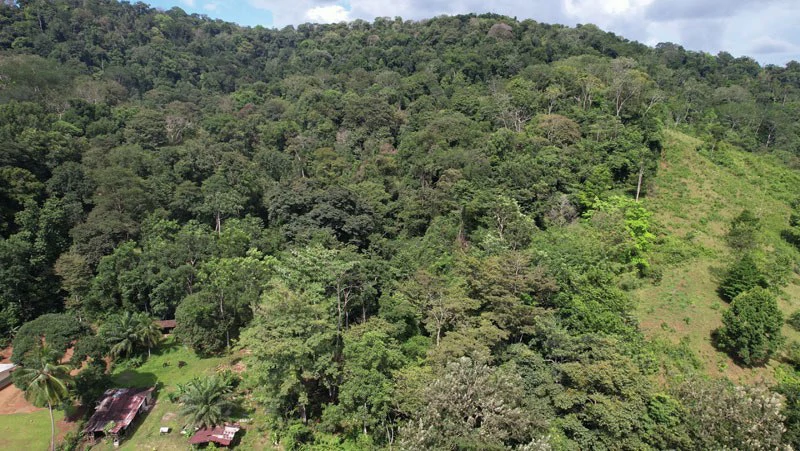Ocean View & Primary forest 55-ha Rincon de Osa - Gallery image 13