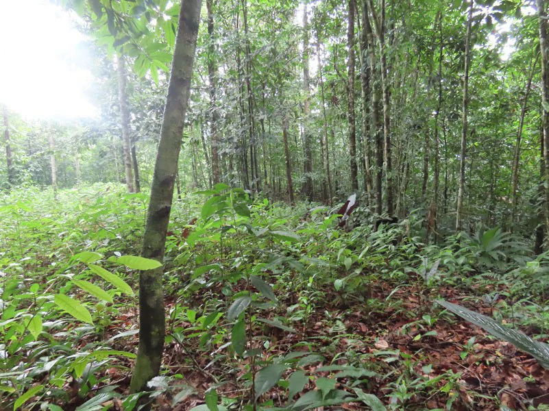 34-Acres of Forest For Sale in Riyito de Puerto Jimenez - Gallery image 11