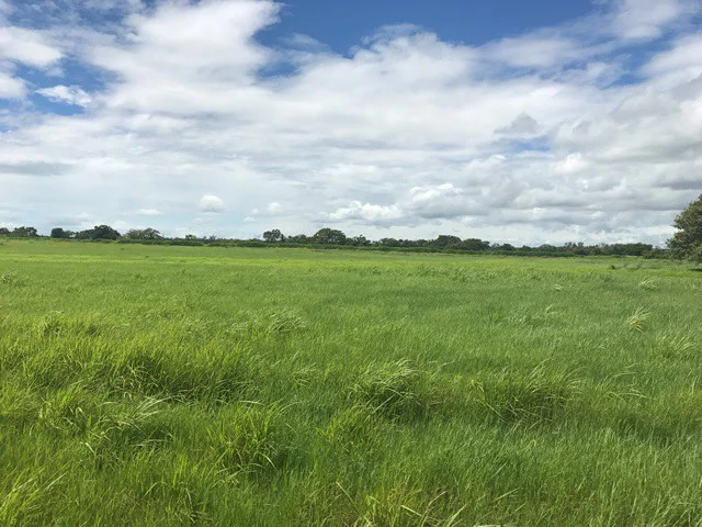 NYA project Price $ 17 m². 21 hectares - Gallery image 4