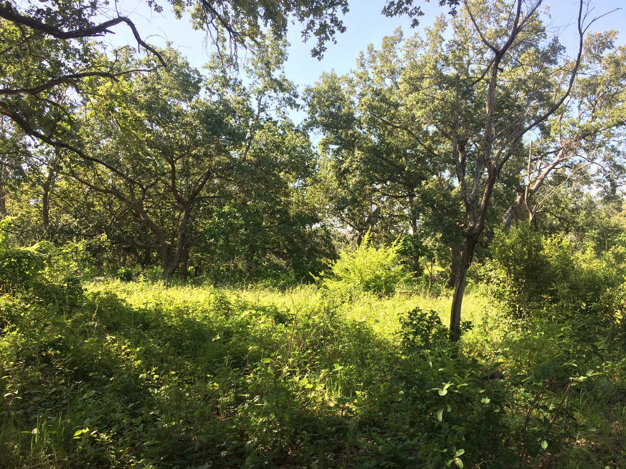 Finca de 31 hectáreas en Liberia: Great investment opportunity - Gallery image 4
